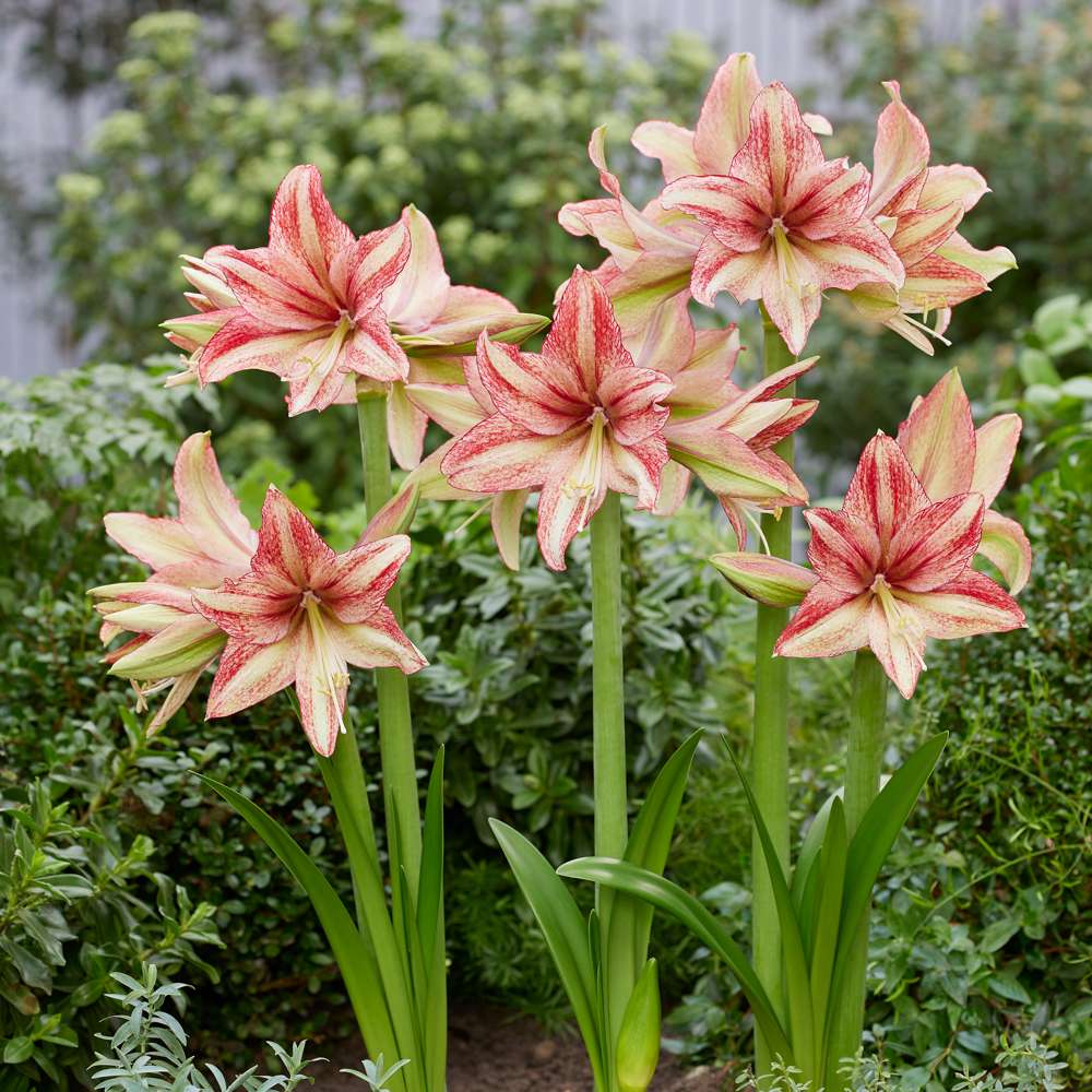 Amaryllis 'Vincent'